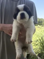  Akc Baby Blue, a female Saint Bernard for sale in De Leon, TX – 2 of 3