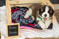 Rosie, a female Saint Bernard for sale in De Leon, TX – Photo 1 of 8