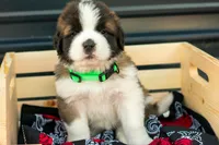 Rosie, a female Saint Bernard for sale in De Leon, TX – Photo 3 of 8