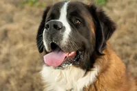 Rosie, a female Saint Bernard for sale in De Leon, TX – Photo 6 of 8