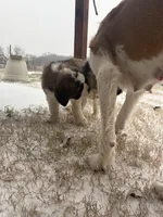 Rosie, a female Saint Bernard for sale in De Leon, TX – Photo 7 of 8