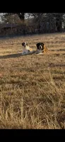 Rosie, a female Saint Bernard for sale in De Leon, TX – Photo 8 of 8
