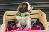Rosie, a female Saint Bernard for sale in De Leon, TX – Photo 4 of 8
