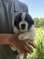 Akc Pink, a female Saint Bernard for sale in De Leon, TX – 2 of 3