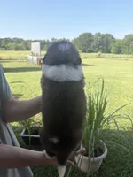 Akc Black, a male Saint Bernard for sale in De Leon, TX – 2 of 3