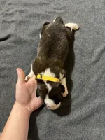  Akc Yellow , a female Saint Bernard for sale in De Leon, TX – 2 of 2
