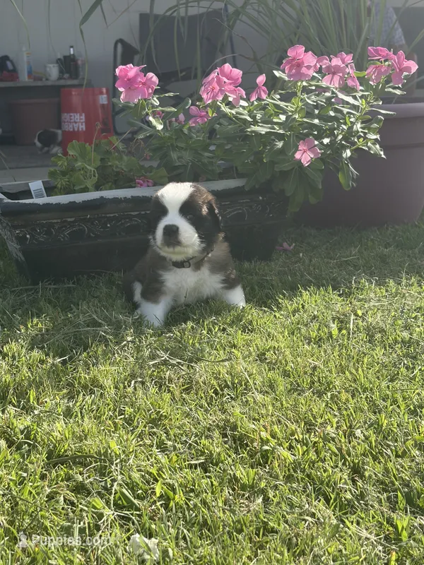 Akc Grey – Saint Bernard puppy for sale in De Leon, TX