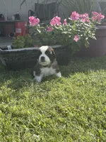 Akc Grey, a male Saint Bernard for sale in De Leon, TX – 1 of 3