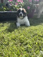 Akc Purple, a female Saint Bernard for sale in De Leon, TX – 2 of 5