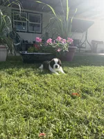 Akc Black, a male Saint Bernard for sale in De Leon, TX – 3 of 3