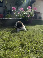 Akc Pink, a female Saint Bernard for sale in De Leon, TX – 3 of 3