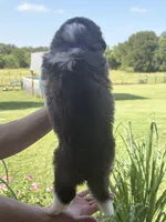 Akc Purple, a female Saint Bernard for sale in De Leon, TX – 5 of 5