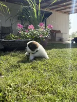  Akc Baby Blue, a female Saint Bernard for sale in De Leon, TX – 3 of 3