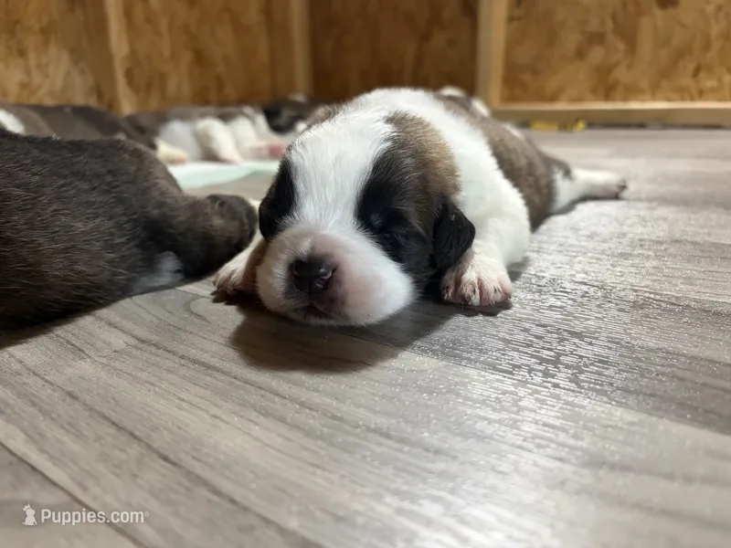  Akc Baby Blue – Saint Bernard puppy for sale in De Leon, TX