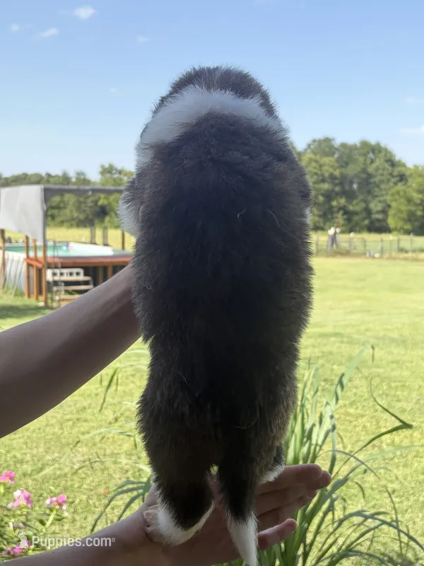 Akc Pink – Saint Bernard puppy for sale in De Leon, TX