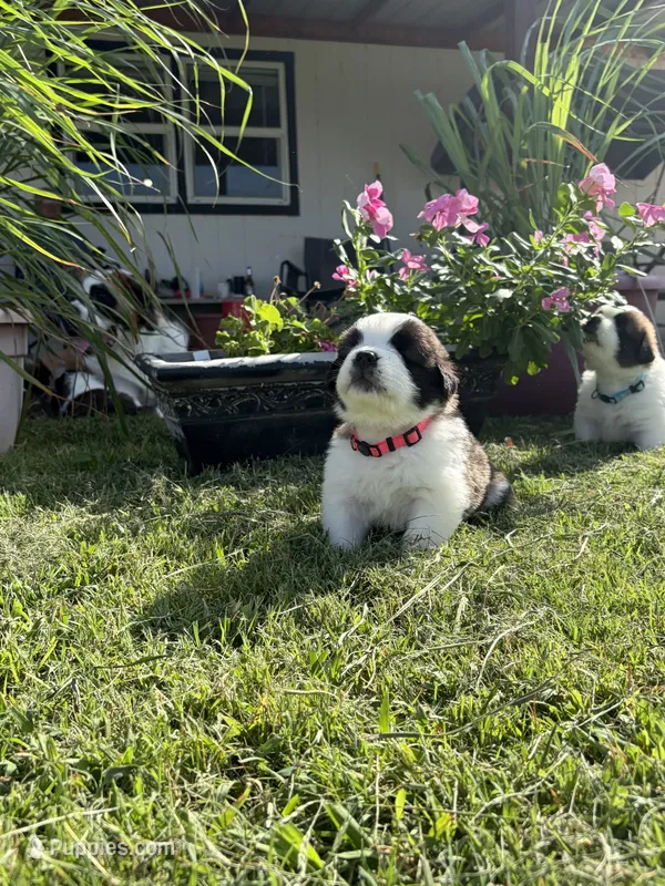 Akc Hot Pink – Saint Bernard puppy for sale in De Leon, TX