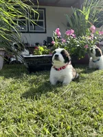 Akc Hot Pink, a female Saint Bernard for sale in De Leon, TX – 1 of 3