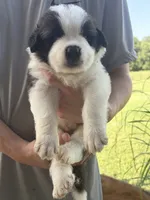Akc Blue, a male Saint Bernard for sale in De Leon, TX – 3 of 4