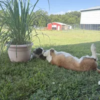  Akc Yellow , a female Saint Bernard for sale in De Leon, TX – 4 of 4