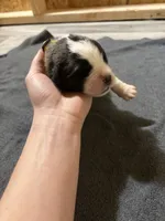  Akc Yellow , a female Saint Bernard for sale in De Leon, TX – 1 of 2