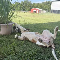  Akc Yellow , a female Saint Bernard for sale in De Leon, TX – 3 of 4