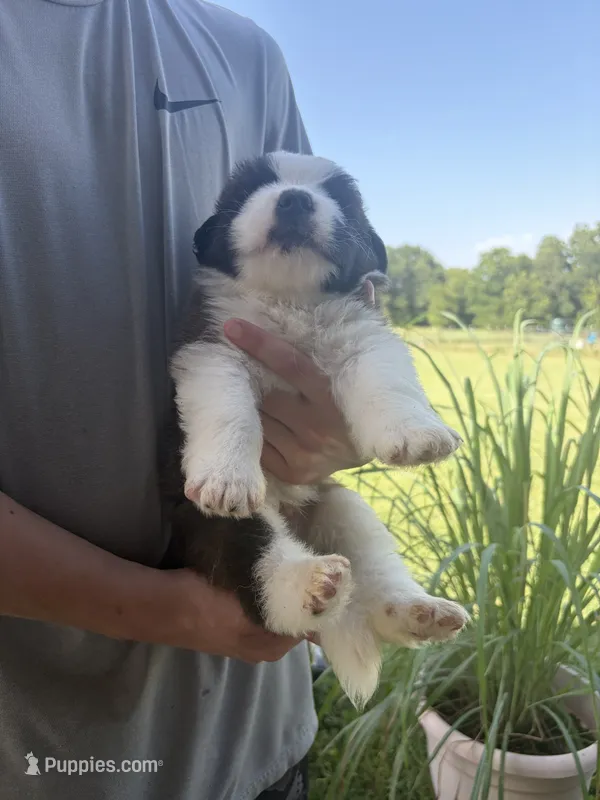 Akc Red  – Saint Bernard puppy for sale in De Leon, TX