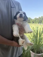 Akc Red , a male Saint Bernard for sale in De Leon, TX – 1 of 2