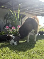 Akc Purple, a female Saint Bernard for sale in De Leon, TX – 4 of 5
