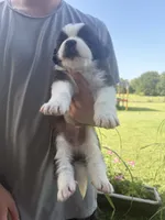 Akc Grey, a male Saint Bernard for sale in De Leon, TX – 3 of 3