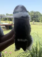  Akc Baby Blue, a female Saint Bernard for sale in De Leon, TX – 1 of 3