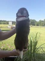 Akc Red , a male Saint Bernard for sale in De Leon, TX – 2 of 2