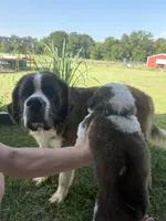 Akc Blue, a male Saint Bernard for sale in De Leon, TX – 2 of 4