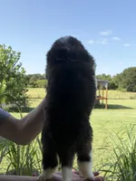 Akc Hot Pink, a female Saint Bernard for sale in De Leon, TX – 2 of 3