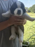  Akc Yellow , a female Saint Bernard for sale in De Leon, TX – 2 of 4