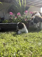 Akc Purple, a female Saint Bernard for sale in De Leon, TX – 3 of 5