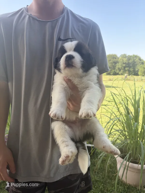Akc Black – Saint Bernard puppy for sale in De Leon, TX