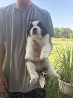 Akc Black, a male Saint Bernard for sale in De Leon, TX – 1 of 3