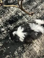 Chip, a male Shih Tzu for sale in San Diego, CA – 6 of 6