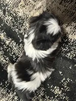 Chip, a male Shih Tzu for sale in San Diego, CA – 3 of 6