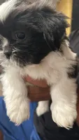 Chip, a male Shih Tzu for sale in San Diego, CA – 2 of 6