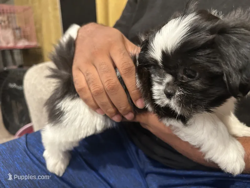 Chip – Shih Tzu puppy for sale in San Diego, CA