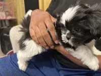 Chip, a male Shih Tzu for sale in San Diego, CA – 1 of 6