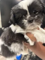 Chip, a male Shih Tzu for sale in San Diego, CA – 4 of 6