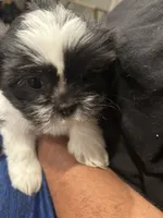 Chip, a male Shih Tzu for sale in San Diego, CA – 5 of 6