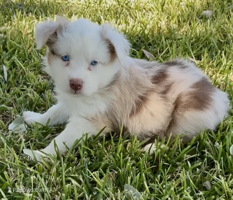 Sally, a female Australian Shepherd for sale in D Hanis, TX – 1 of 3