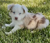 Sally, a female Australian Shepherd for sale in D Hanis, TX – 1 of 3