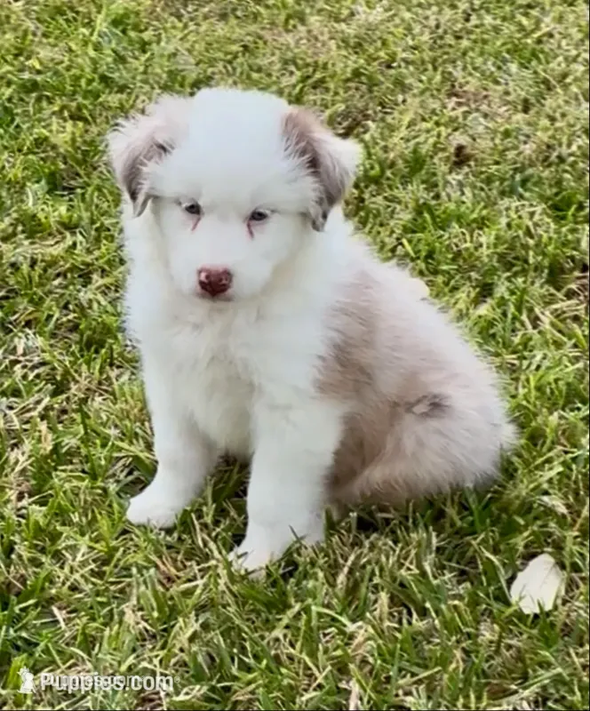 Susie – Australian Shepherd puppy for sale in D Hanis, TX