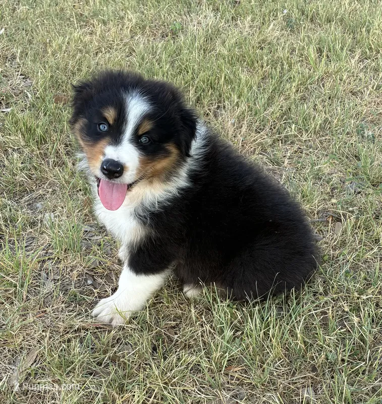 Bomber – Australian Shepherd puppy for sale in D Hanis, TX