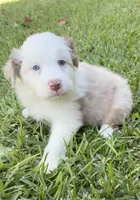 Susie, a female Australian Shepherd for sale in D Hanis, TX – 2 of 3