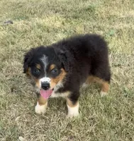Diva, a female Australian Shepherd for sale in D Hanis, TX – 2 of 2